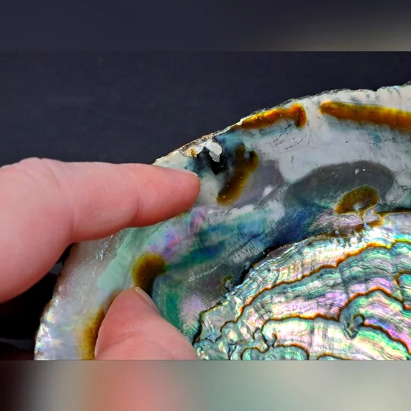 Abalone Shell - Picture 2 of 3